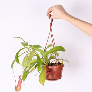 Непентес Rafflesiana в горшке