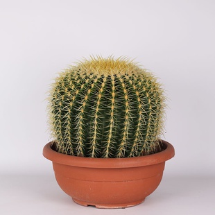 Ехінокактус грузоні в горщику, L