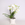 Фаленопсис (Phalaenopsis Gem Table) в горшке
