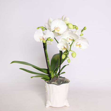 Фаленопсис (Phalaenopsis Gem Table) в горшке