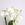 Фаленопсис (Phalaenopsis Gem Table) в горшке