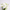 Фаленопсис (Phalaenopsis Gem Table) в горшке