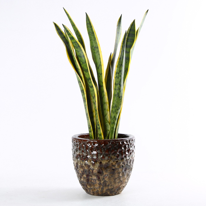 Сансивиерия Лаурентия (Sansevieria Laurentii) в горшке, М