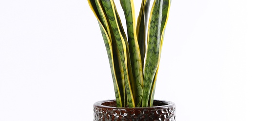 Акція на декоративно-листяні рослини