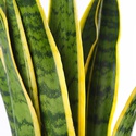 Сансивиерия Лаурентия (Sansevieria Laurentii) в горшке, М