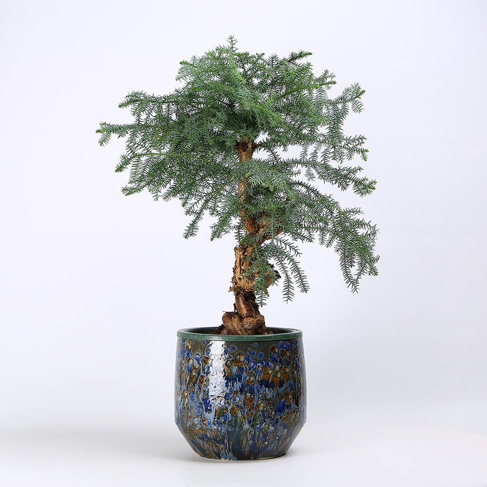 Араукарія в горщику