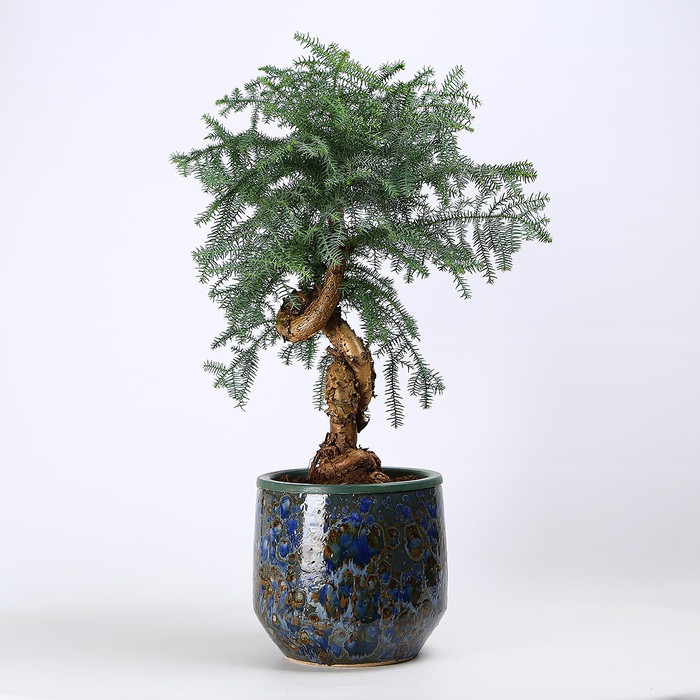 Араукарія в горщику