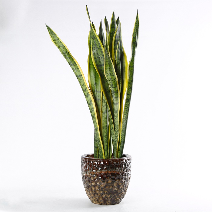 Сансивиерия Лаурентия (Sansevieria Laurentii) в горшке, L