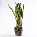 Сансивиерия Лаурентия (Sansevieria Laurentii) в горшке, L