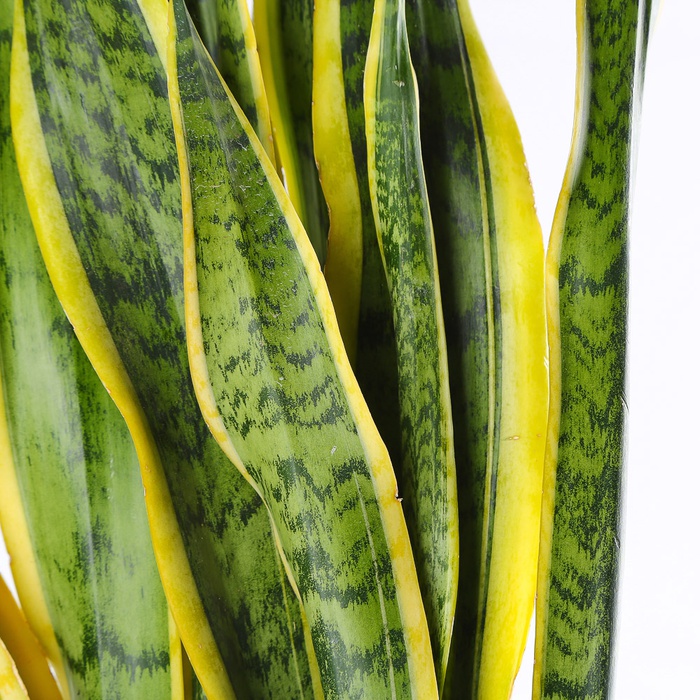 Сансивиерия Лаурентия (Sansevieria Laurentii) в горшке, L