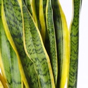 Сансивиерия Лаурентия (Sansevieria Laurentii) в горшке, L