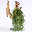 Ріпсаліс (Rhipsalis Baccifera) в горщику
