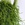 Рипсалис (Rhipsalis Baccifera) в горшке
