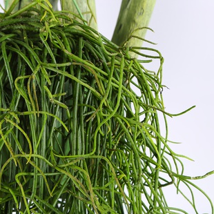 Ріпсаліс (Rhipsalis Baccifera) в горщику