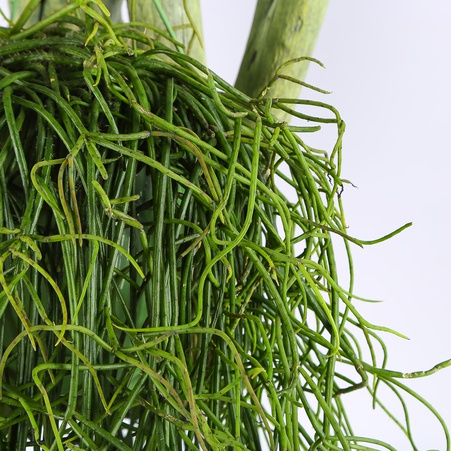 Рипсалис (Rhipsalis Baccifera) в горшке