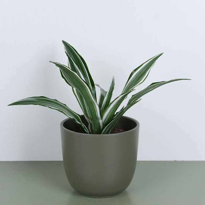 Драцена микс в горшке