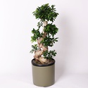 Фикус Ginseng в горшке, М