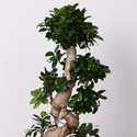 Фикус Ginseng в горшке, М