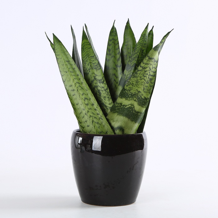 Сансивиерия Zey в горшке
