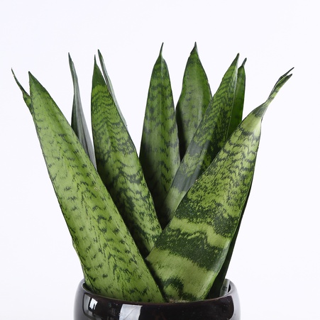 Сансівієрія Zey в горщику