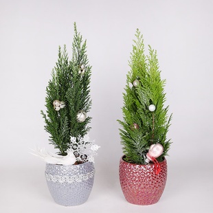 Зимняя композиция в кашпо "Снежное чудо"