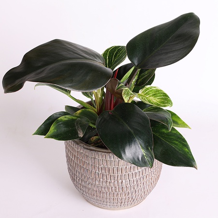 Филодендрон Биркин (Philodendron Birkin)