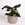 Філодендрон Біркін (Philodendron Birkin)