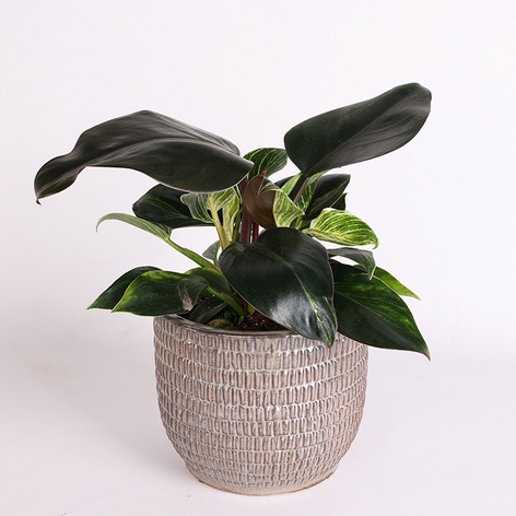 Філодендрон Біркін (Philodendron Birkin)
