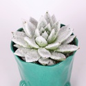 Ечіверія засніжена в горщику