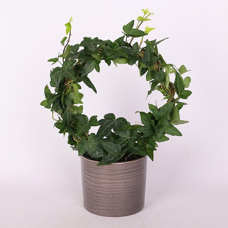 Хедера (Hedera Bow Shamrock) в горщику