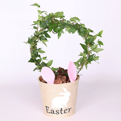 Хедера (Hedera Bow Shamrock) в горщику