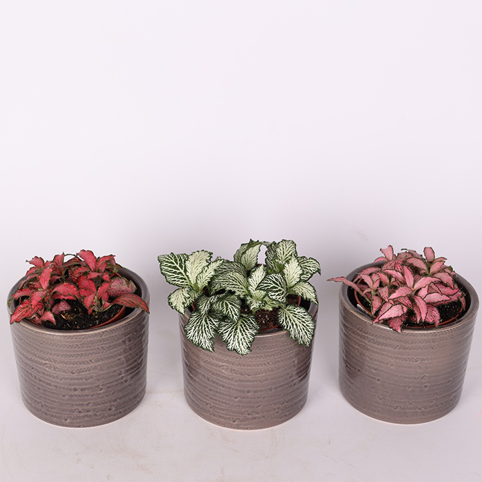 Фиттония микс в горшке