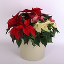 Пуансеттія в подарунковій упаковці, М