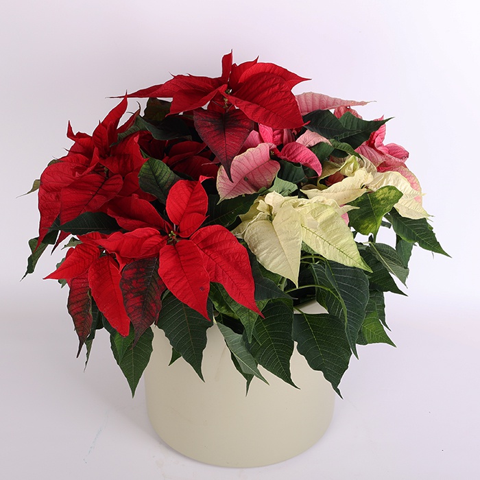 Пуансеттія в подарунковій упаковці, М