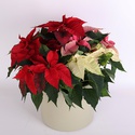 Пуансеттія в подарунковій упаковці, М
