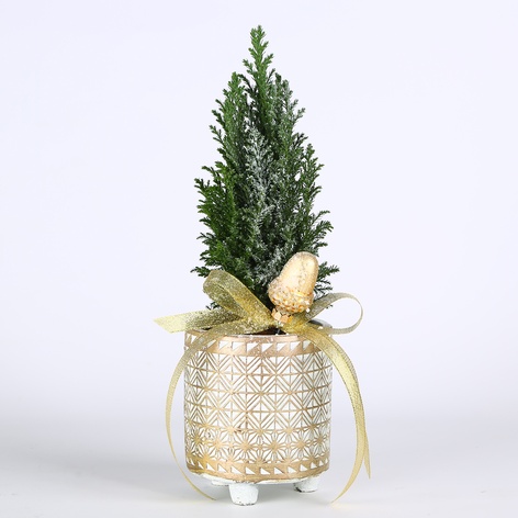 Композиция в кашпо "Изумрудный шарм"