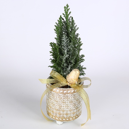 Композиція в кашпо "Смарагдовий шарм"