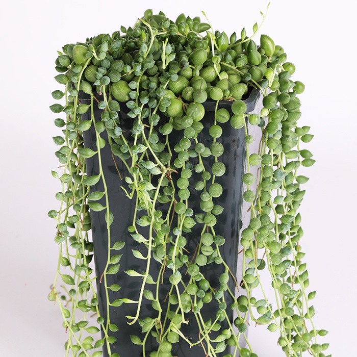 Сенеціо "Геррейна" у горщику