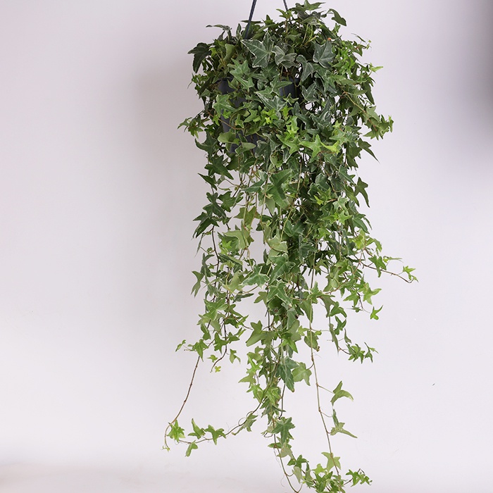 Хедера (Hedera Mono Lisa) в горшке