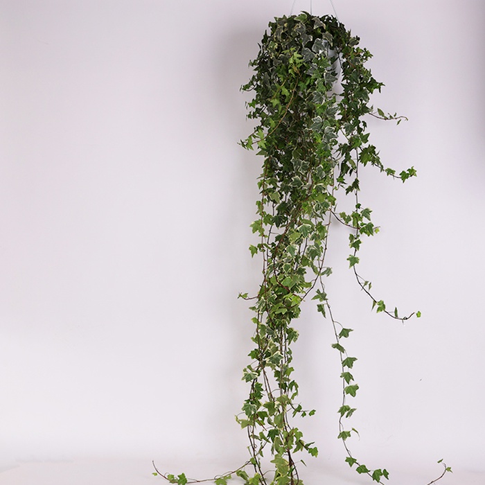 Хедера (Hedera Mono Lisa) в горшке