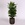 Драцена (Dracaena Frag Gold Coast) в горшке