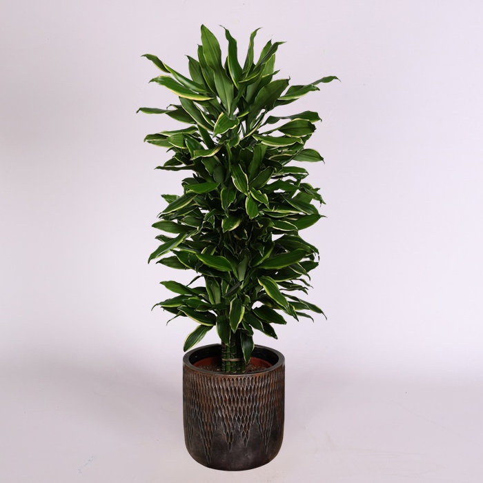 Драцена (Dracaena Frag Gold Coast) в горшке