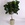 Фикус (Elastica robusta) в горшке