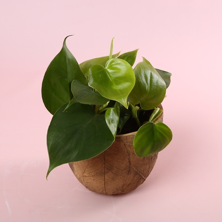 Філодендрон (Philodendron Scandens) в горщику