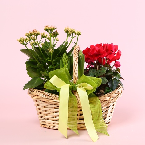 Кошик "Весняне пробудження"