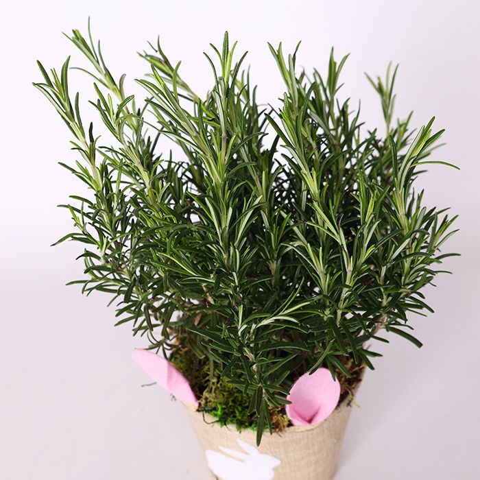 Духмяні трави в кашпо