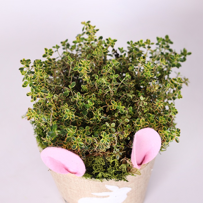 Духмяні трави в кашпо