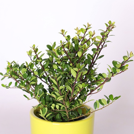 Илекс crenate Dark Green в горшке