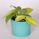 Эпипремнум Golden Pothos в горшке