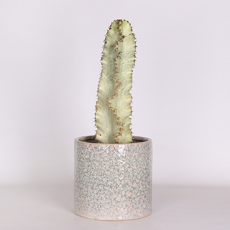 Эуфорбия в горшке, М